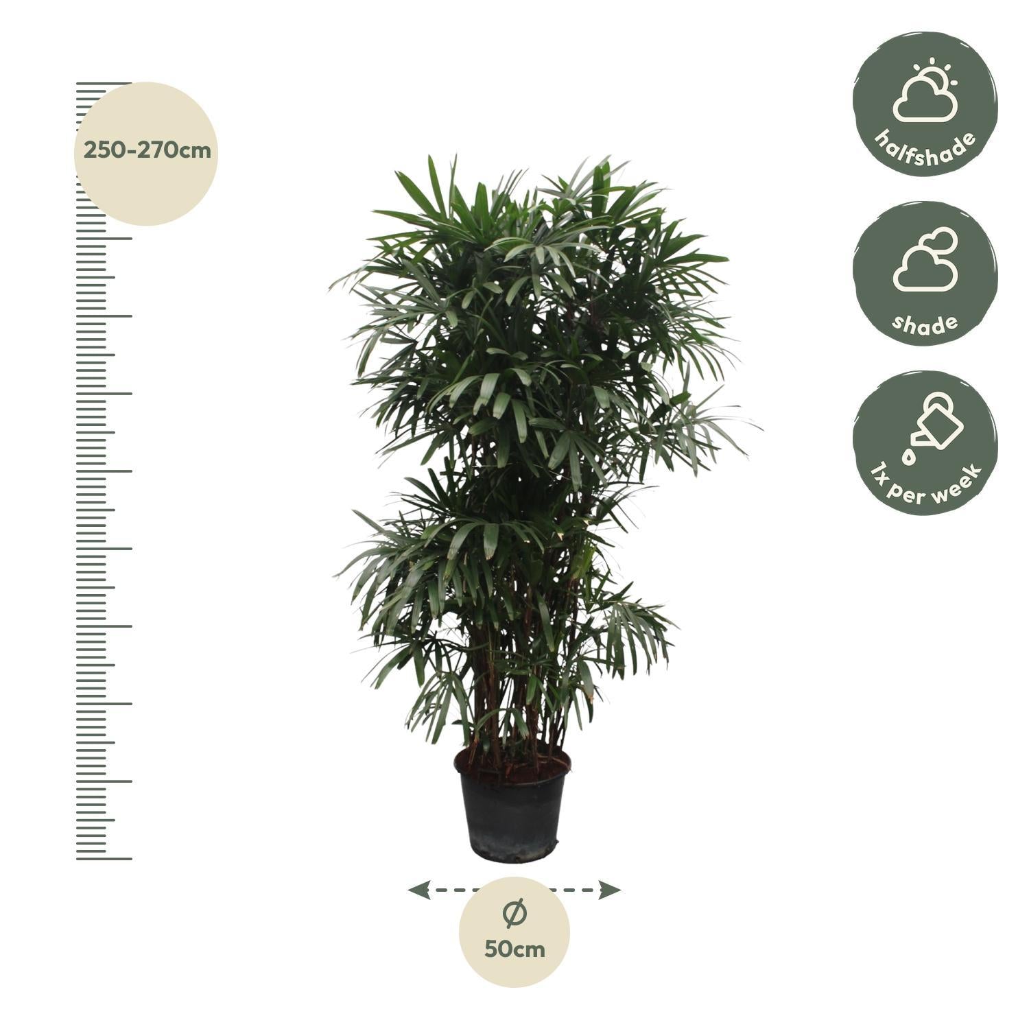 Rhapis Excelsa – Bamboe Palm – Grote kamerplant – 260 cm – ø50 cm