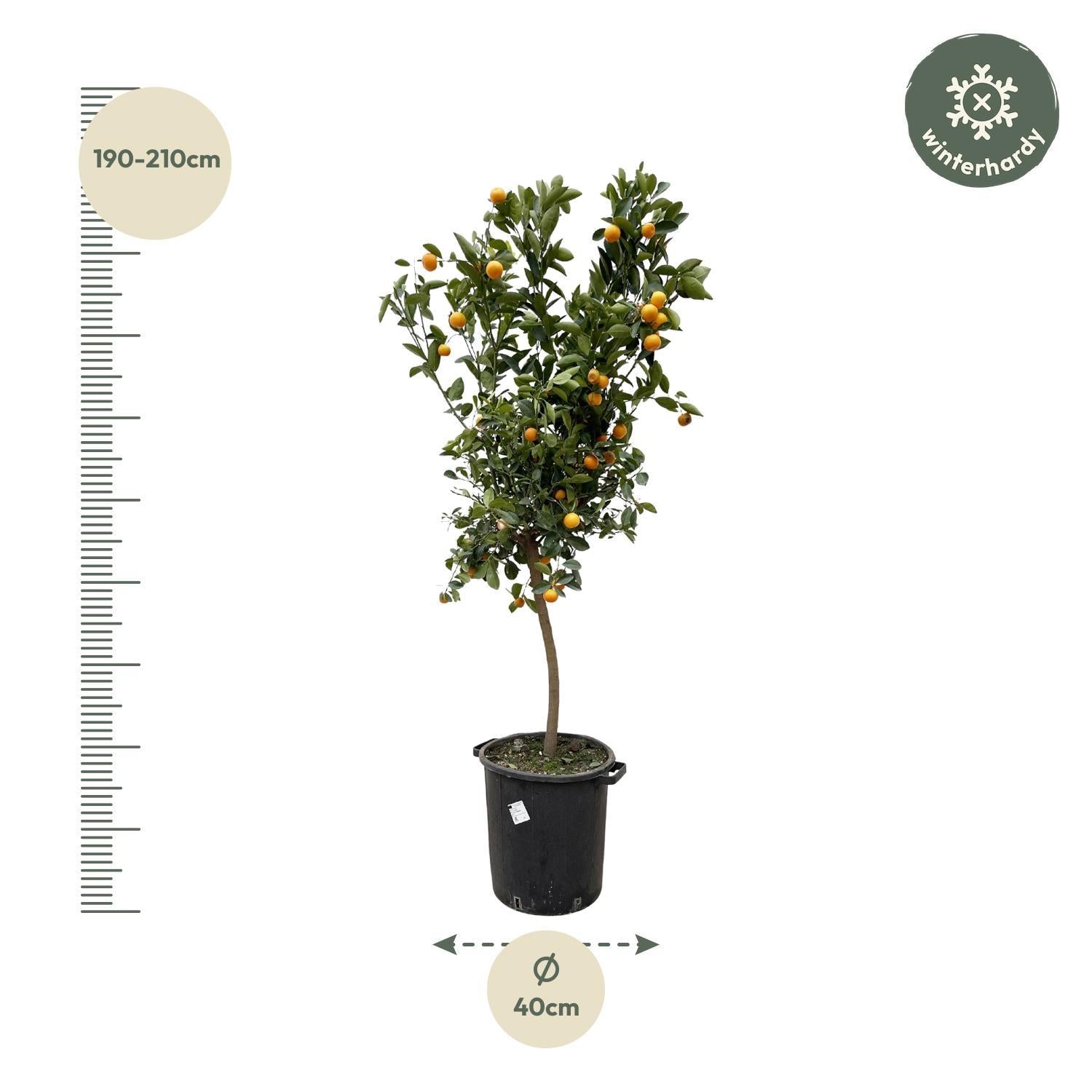 Citrus Calamondin - Bittere kamer-Sinaasappel - 200 cm - ø40