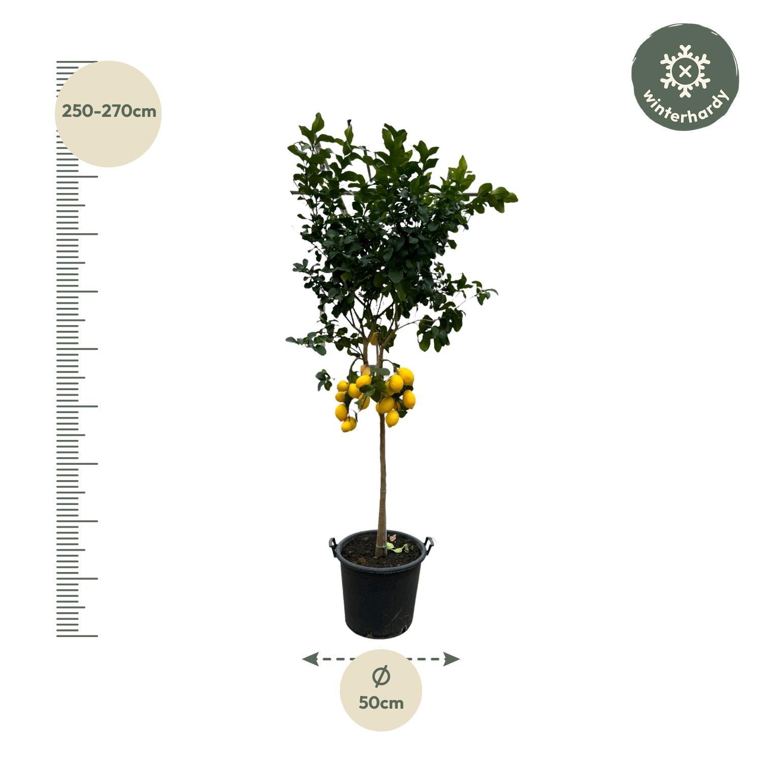 Citrus Lemon - Citroenboom - 260 cm - ø50 - Grote mediterrane boom