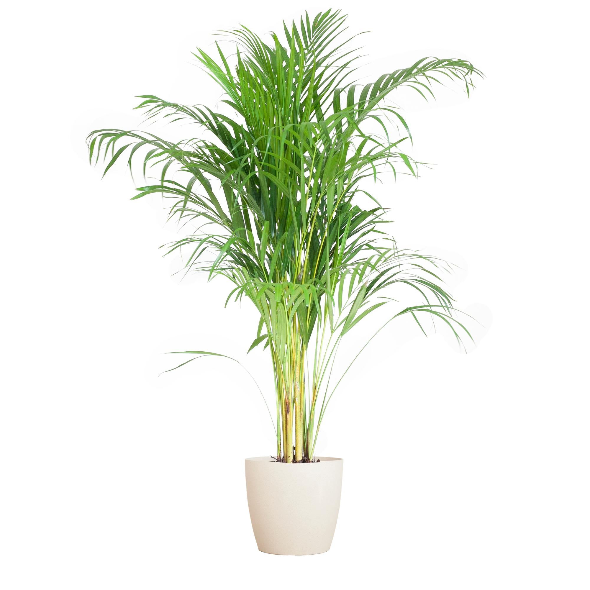 Areca Palm (Dypsis) - 100 cm - Ø21 cm - in Viber pot | Kamerplant