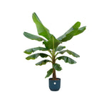 Combi deal - Bananenplant - 180 cm - Ø30 cm in Elho Vibes Fold Round | Musa