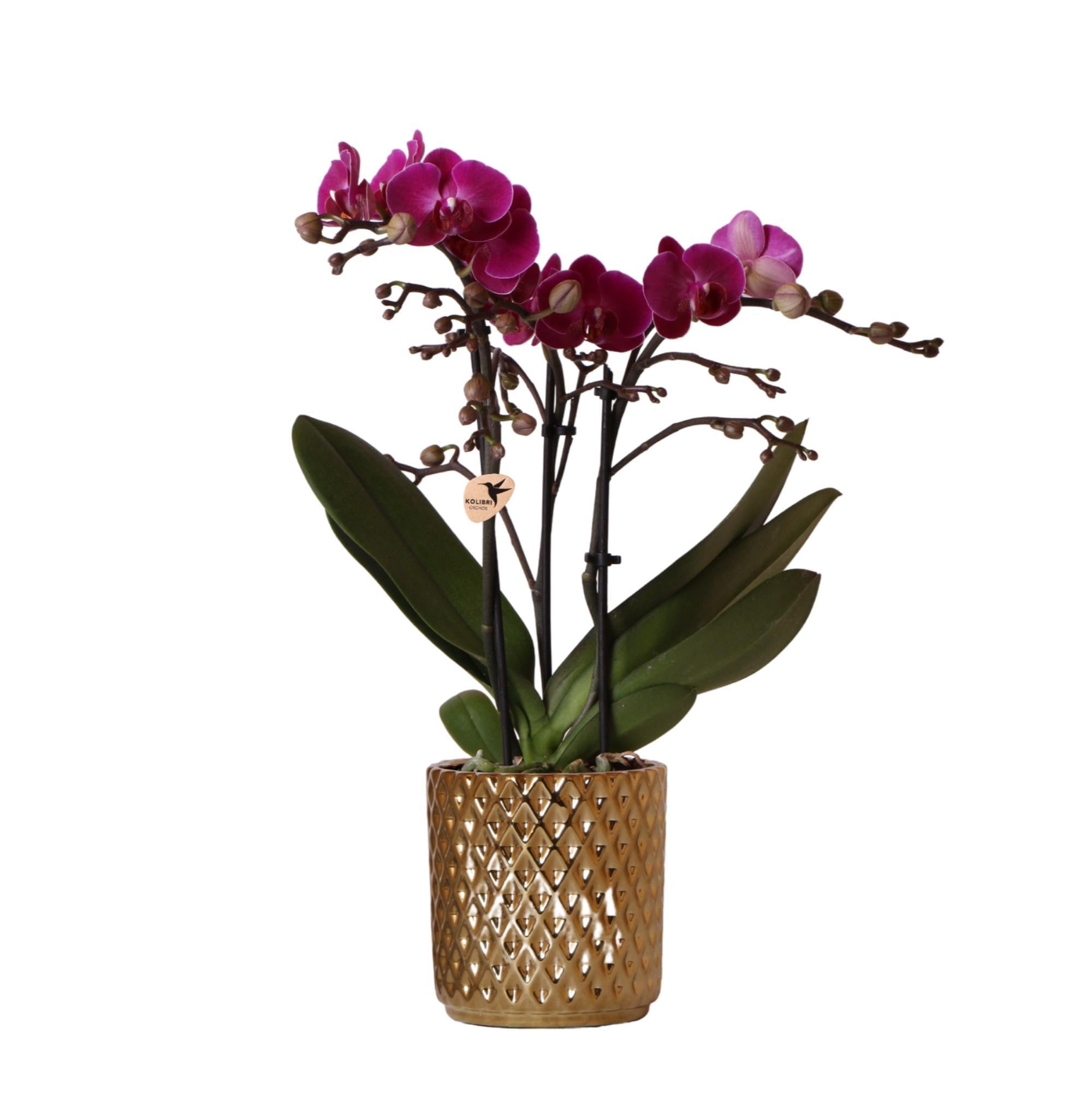 Orchidee | paarse Phalaenopsis orchidee + Diamond sierpot goud - potmaat Ø9cm