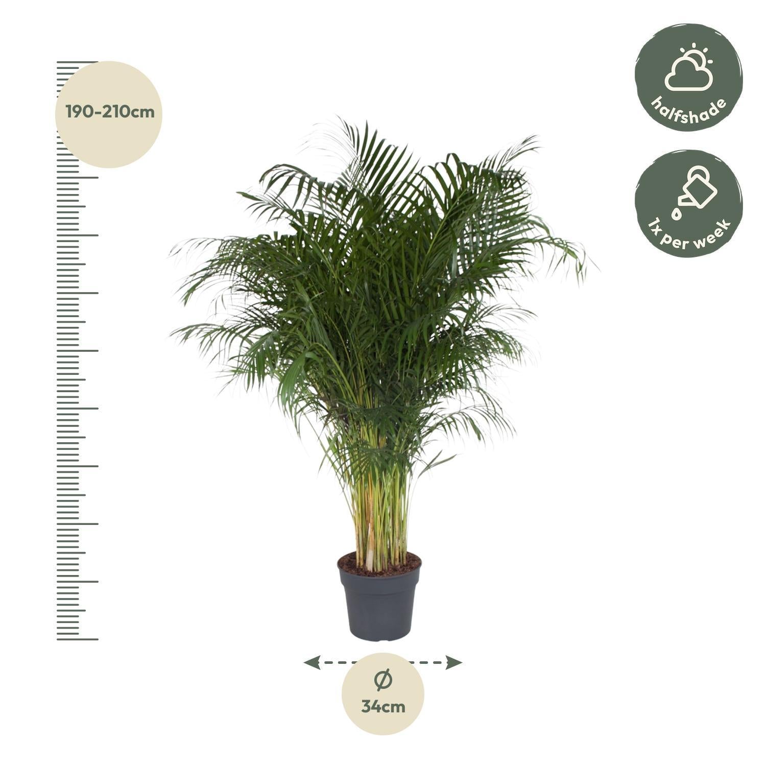 Dypsis Lutescens (Areca Palm) - 200 cm - Grote Goudpalm voor binnen