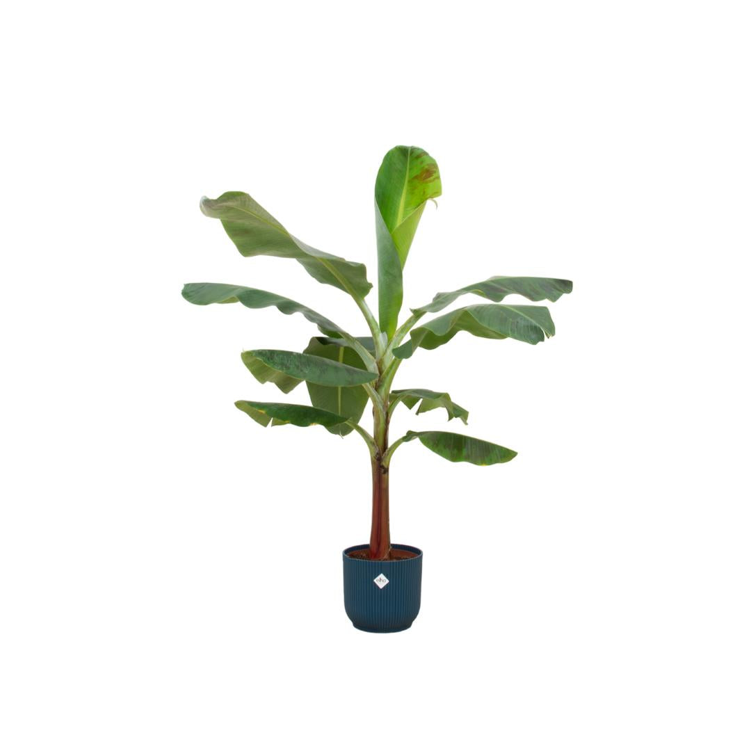 Combi deal - Bananenplant - 120 cm - Ø22 cm - in Elho Vibes Fold Round pot  | Musa