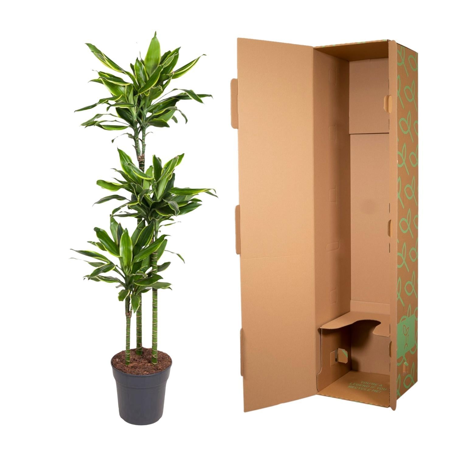 Dracaena Golden Coast - 160 cm - Ø24 cm | Dracaena - Kamerplanten