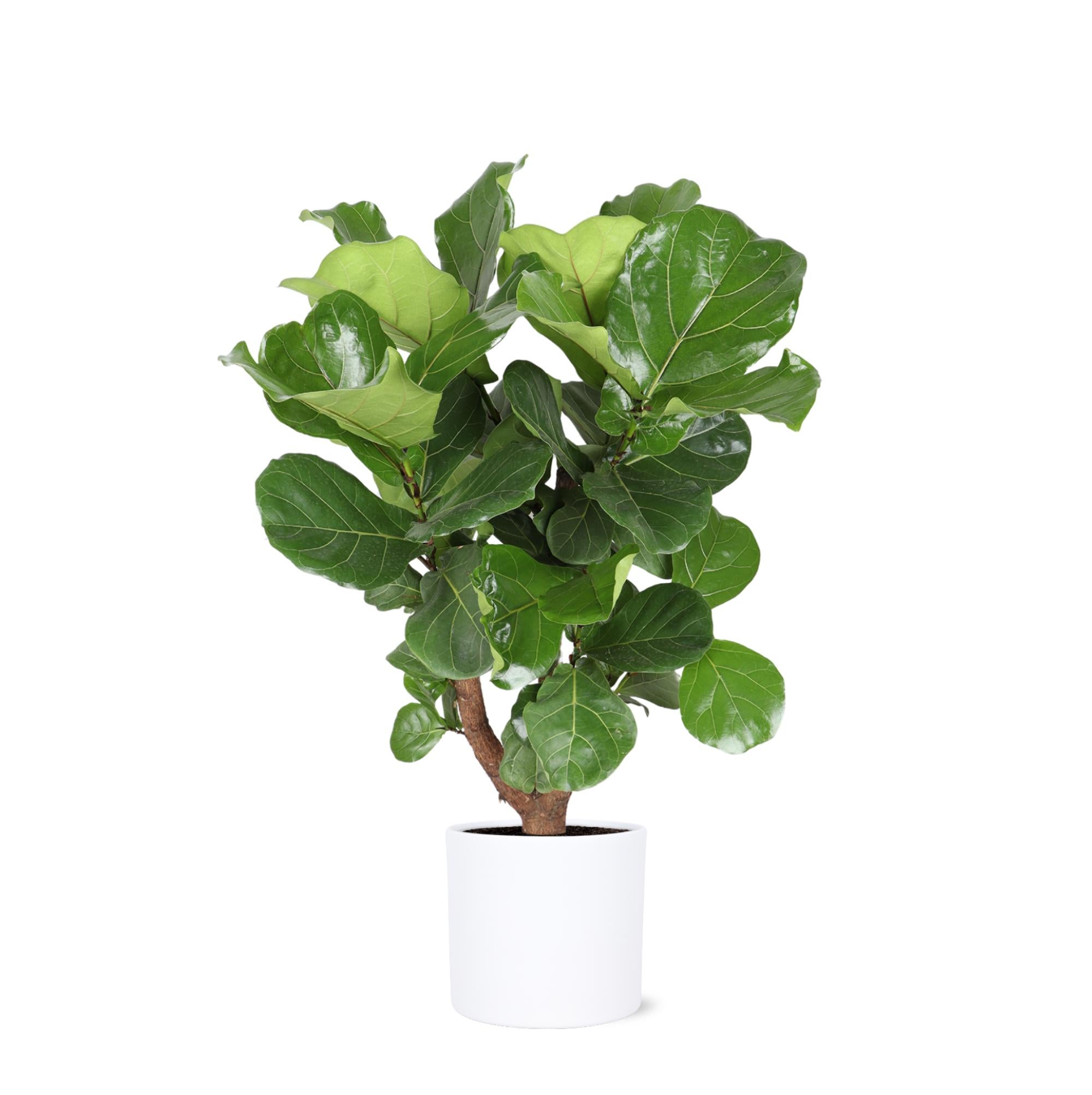 Ficus Lyrata (vertakt) - 110 cm - Ø24 cm in Era pot  | Ficus - Kamerplanten