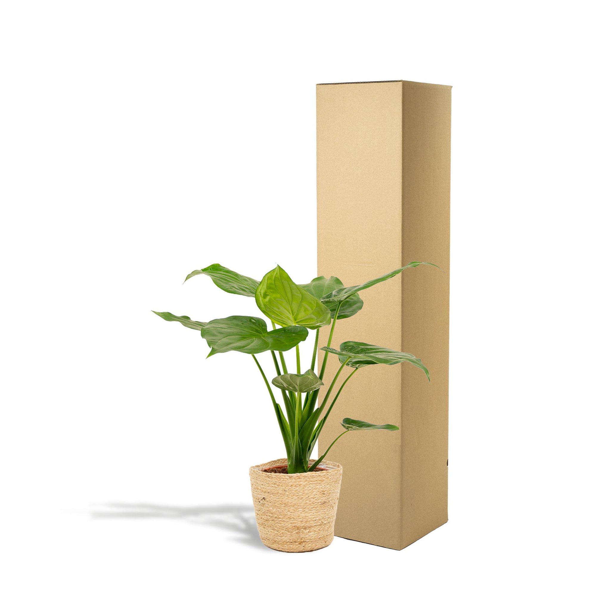 Alocasia Cucullata - 65 cm - Ø19 cm in Mand Selin | Alocasia - Olifantsoor