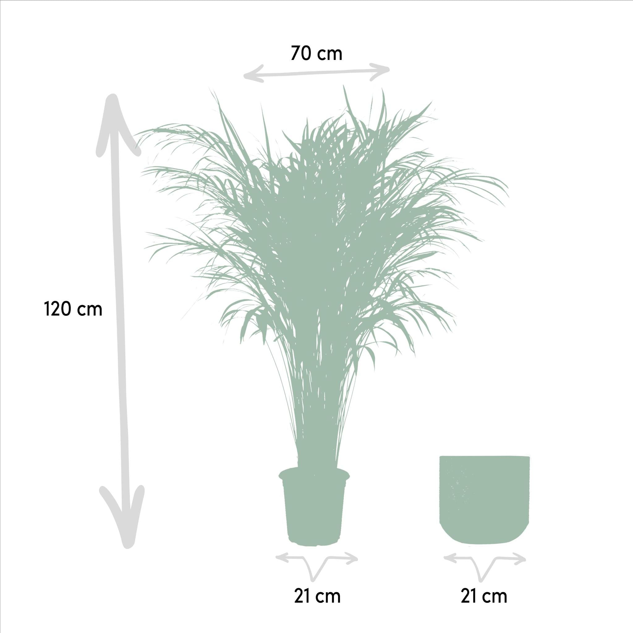 Areca palm inclusief pot - 110cm - Ø21cm | Goudpalm