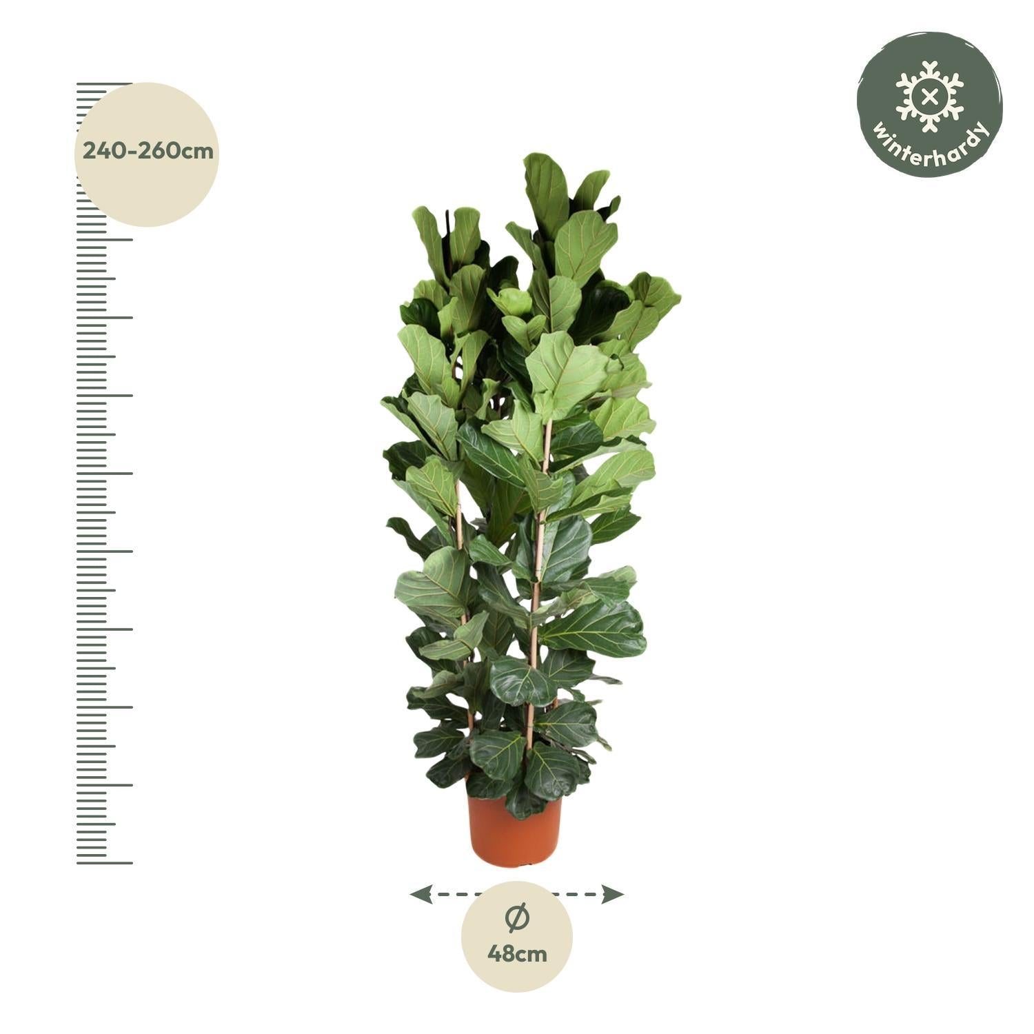 Ficus Lyrata struik - 250 cm - ø48 cm | Ficus - Grote Kamerplant