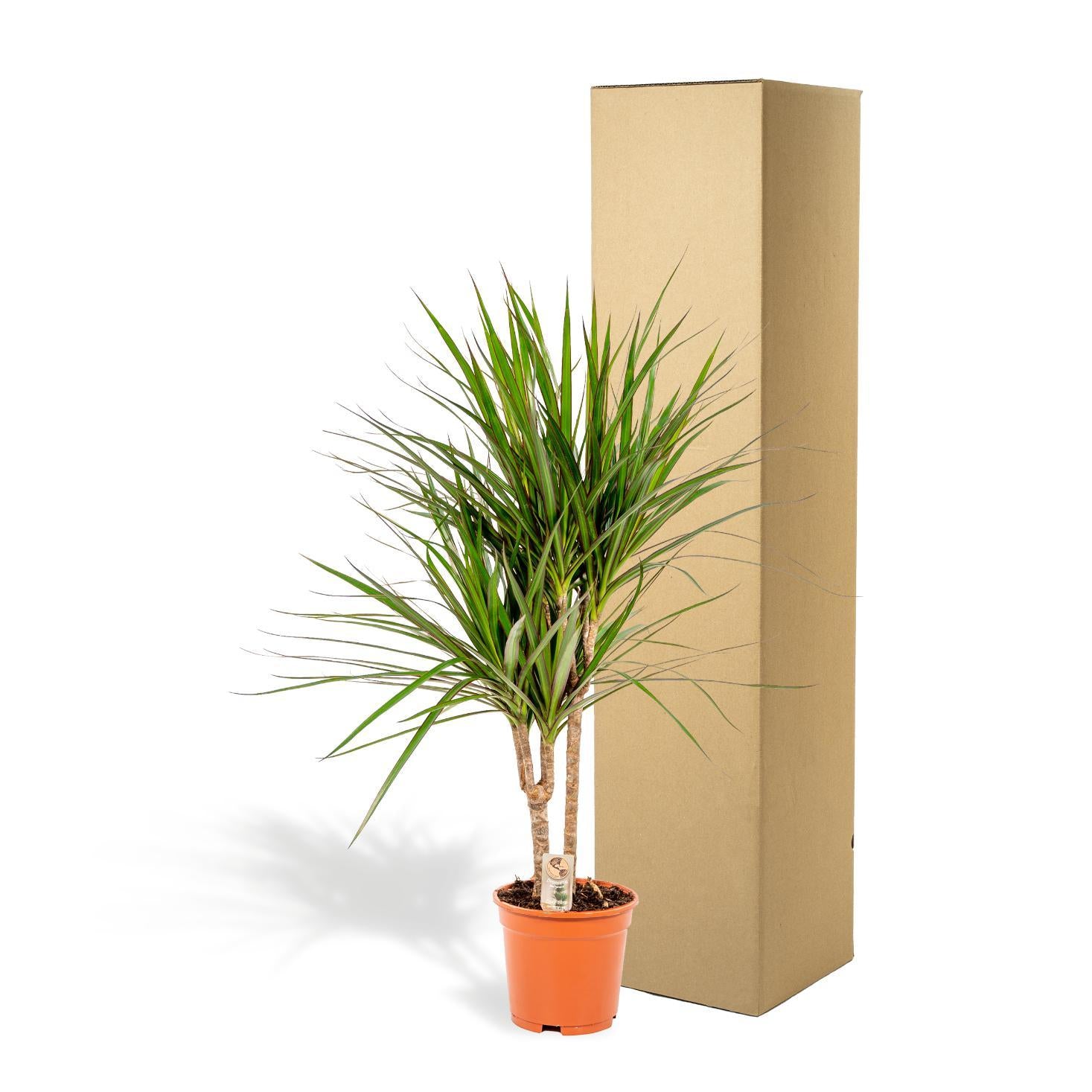 Dracaena Marginata - 90cm - Ø17cm | Dracaena