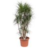 Dracaena Marginata vertakt - 210 cm | Dracaena - Kamerplanten