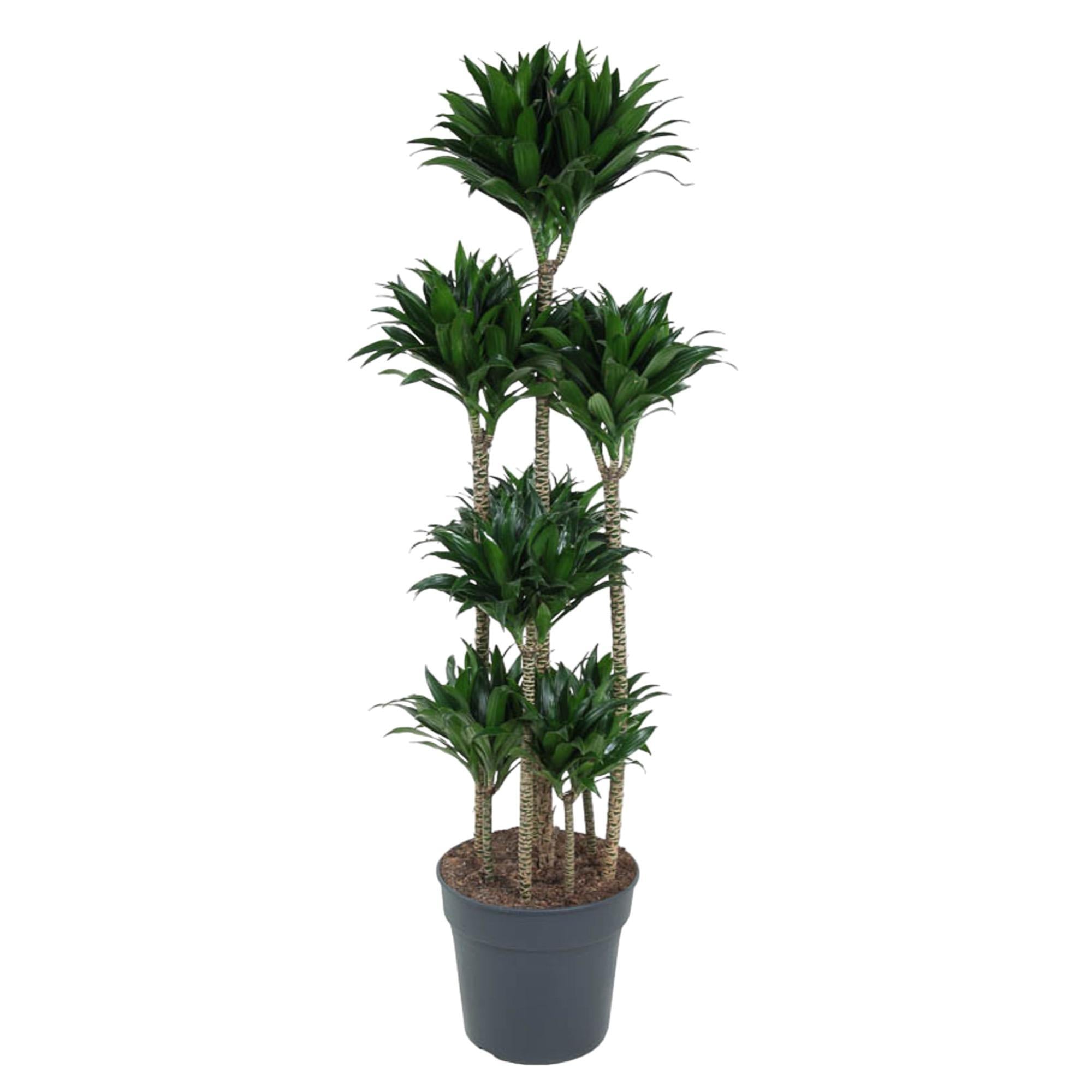 Dracaena Compacta Carrousel - 160 cm - ø34 cm | Dracaena - Kamerplanten