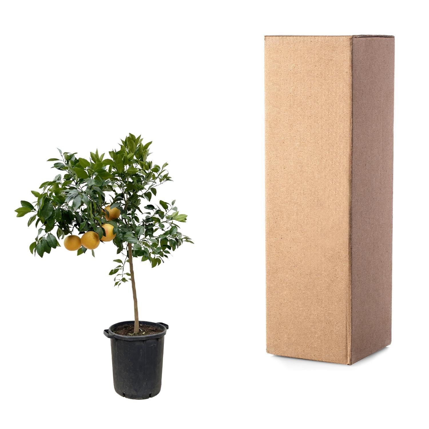 Citrus Pompelmo – 150 cm – ø40 cm – Exotische citrusplant voor binnen en buiten