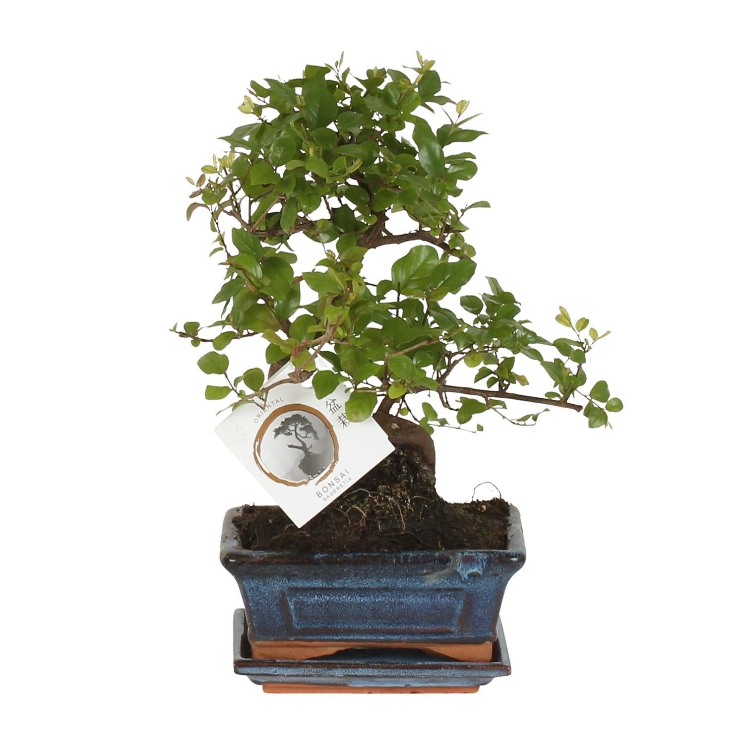 Bonsai S-vorm - 15 cm - Ø15cm | Bonsai kopen