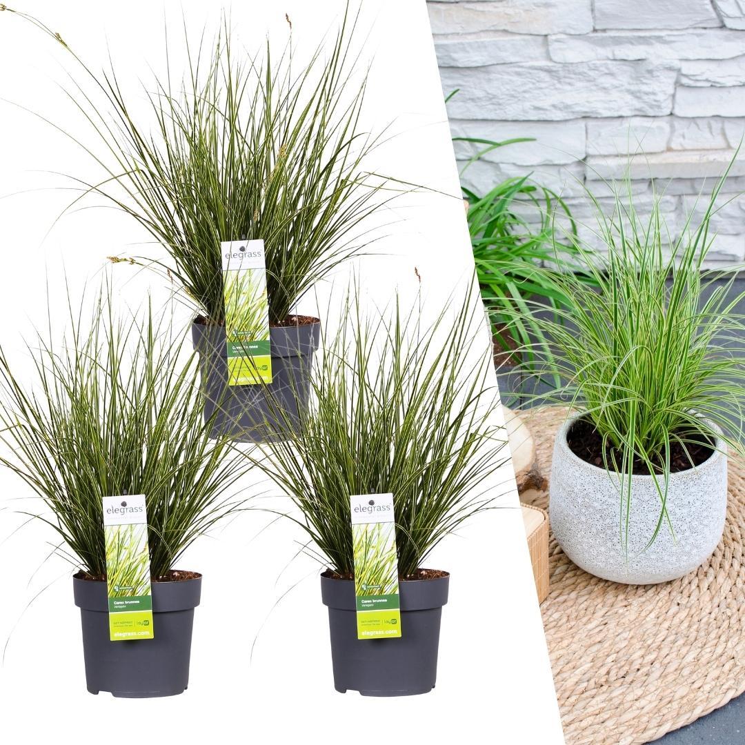 3 x Carex brunnea Variegata - Ø 14 cm - ↨ 25 cm