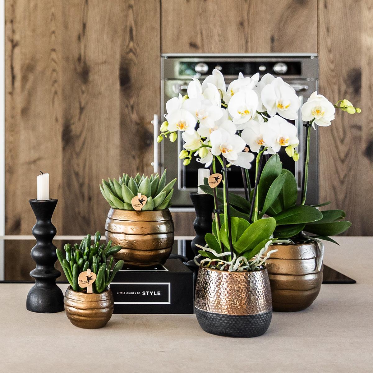 Orchidee | geel rode Phalaenopsis orchidee – Spain + Elite sierpot copper – potmaat Ø9cm