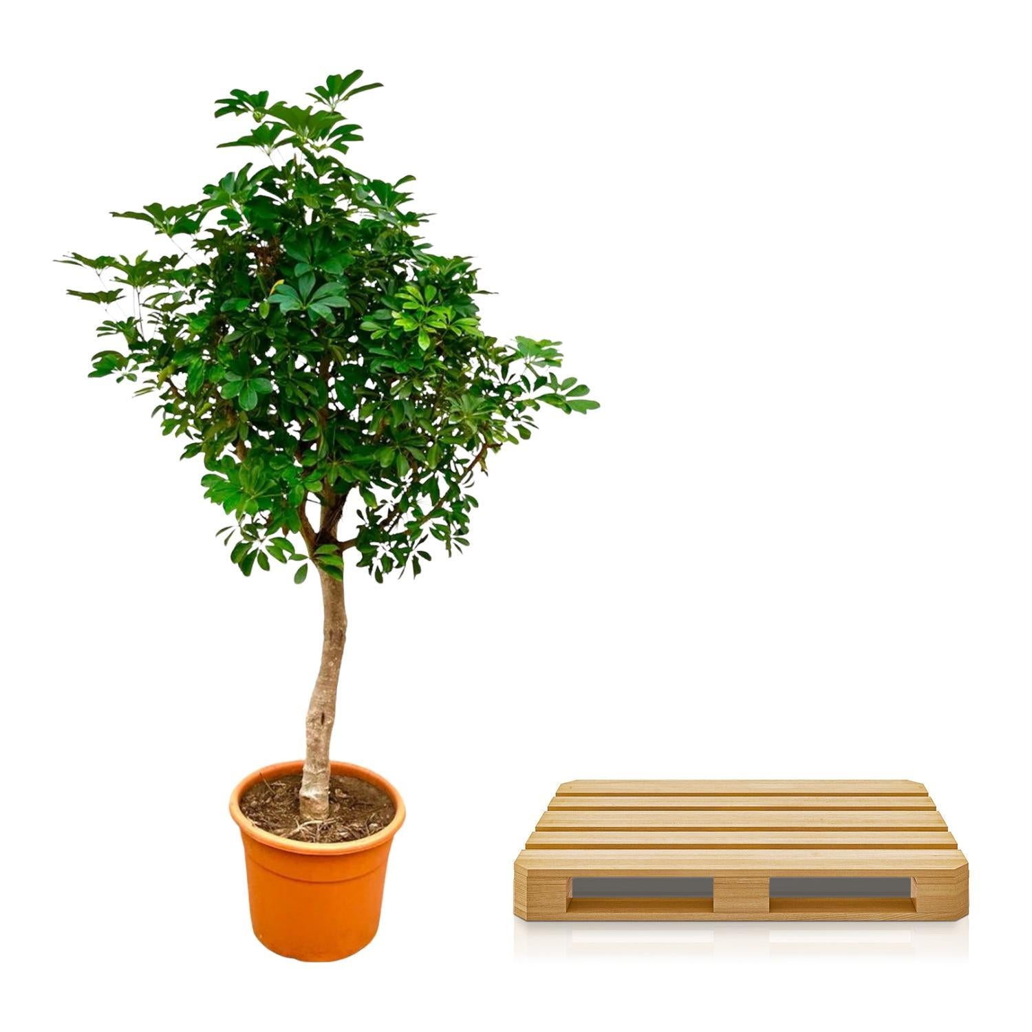 Schefflera op stam - 225 cm - ø45 - Grote kamerplant