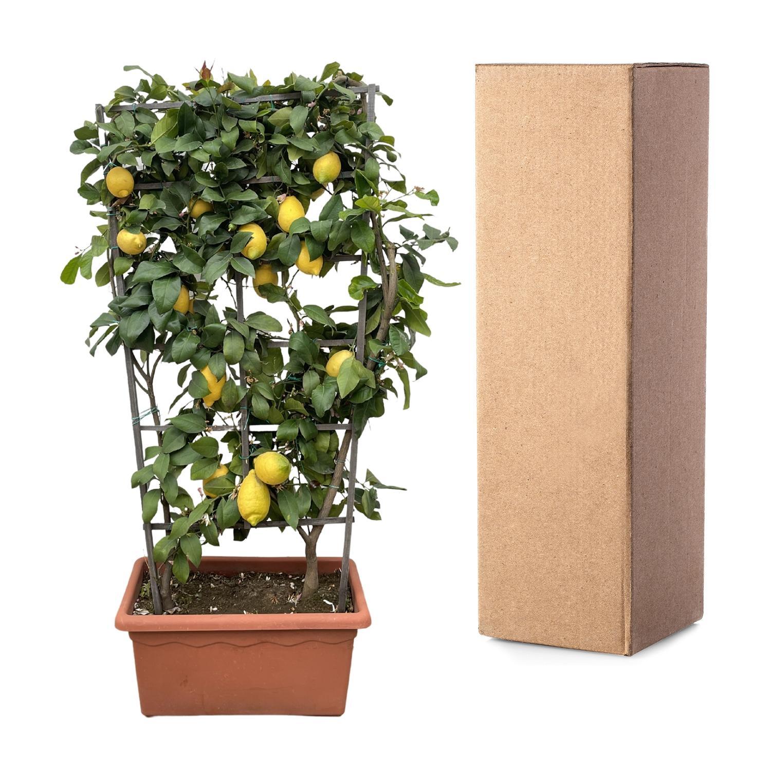 Citrus Lemon op rek - 160cm - ø60