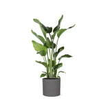 Strelitzia Nicolai - 120 cm - Ø24 cm in Era pot | Kamerplanten