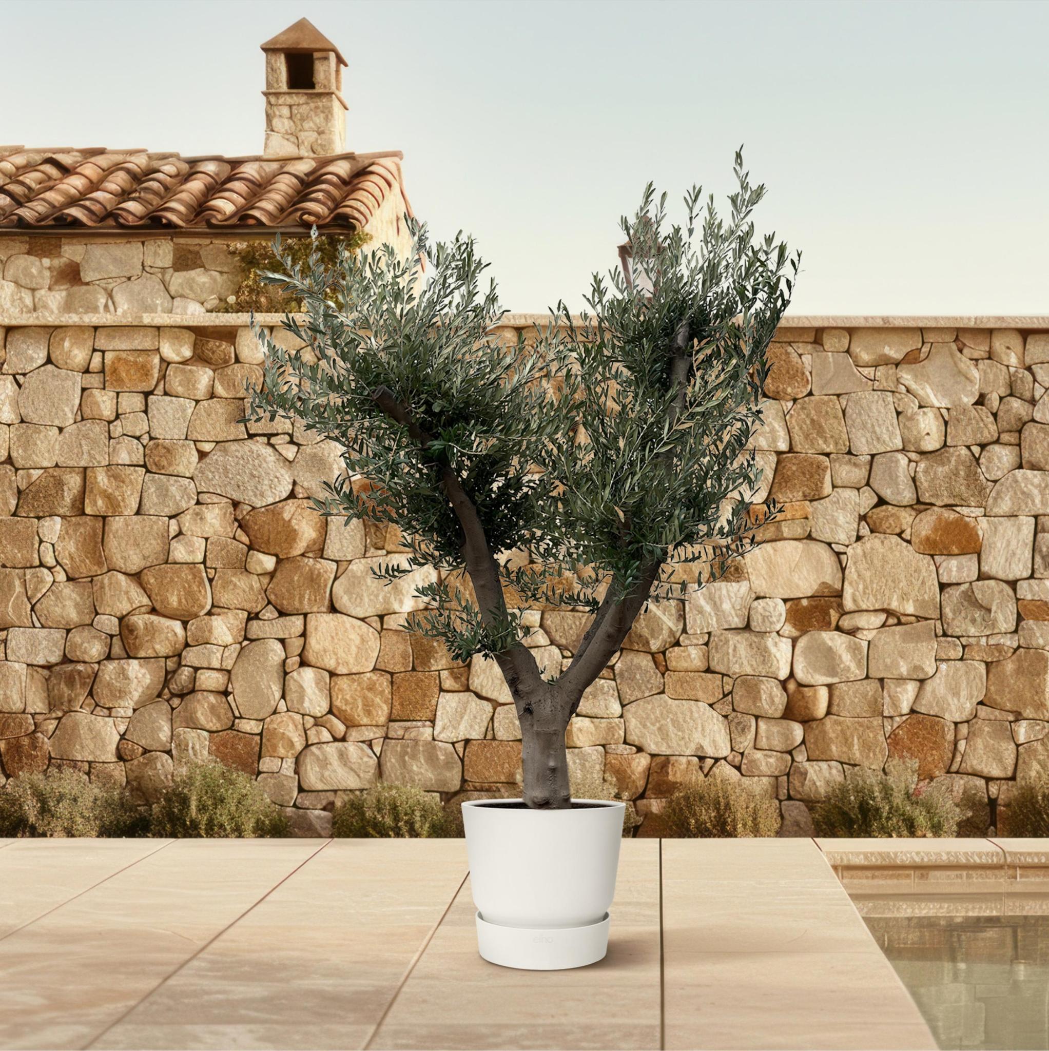 Olea Europaea Cultivo - 225cm - Ø60 - Elegante Mediterrane Eyecatcher