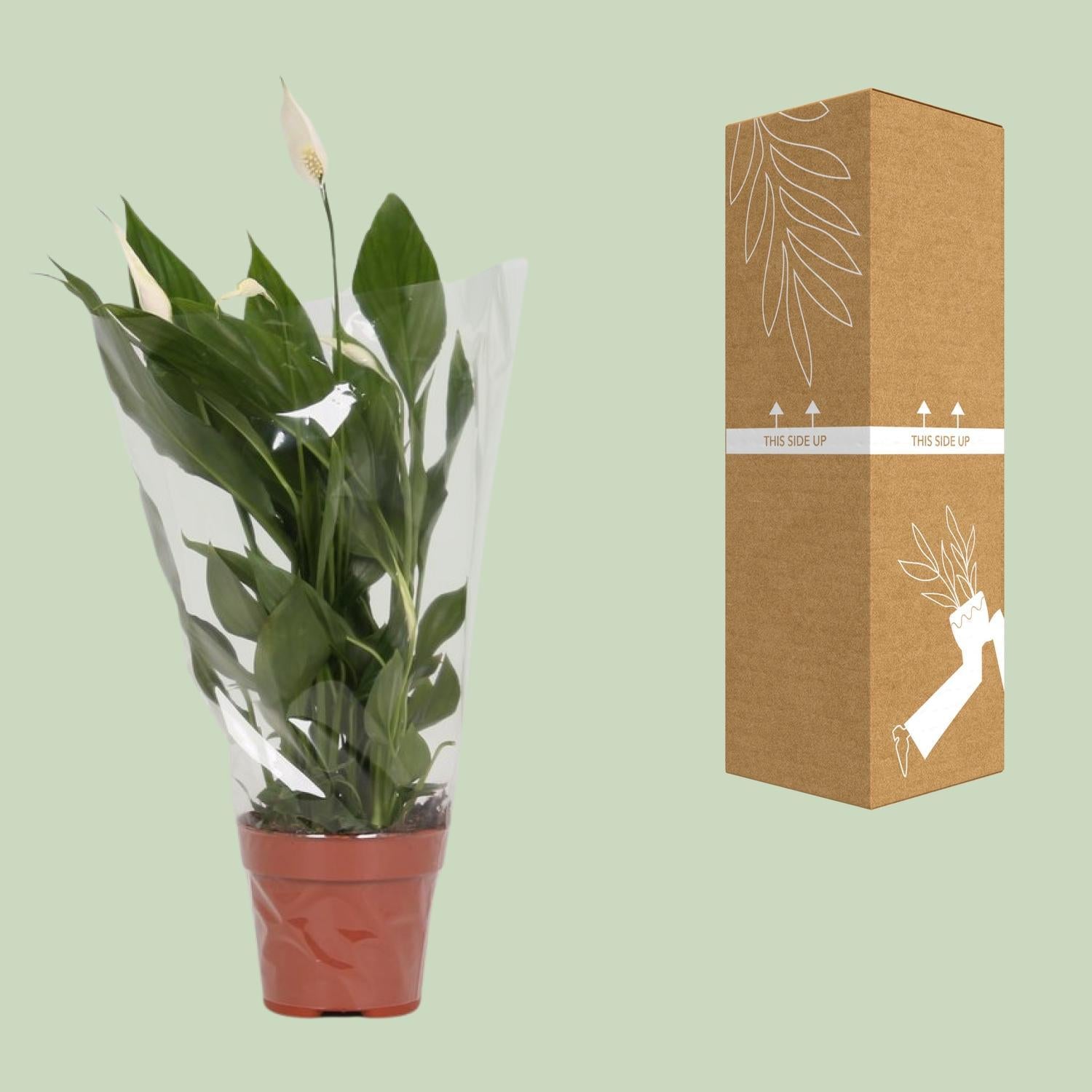 Spathiphyllum Alana - 45 cm - Ø12 cm | Lepelplant