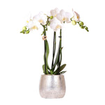 Orchidee | Witte Phalaenopsis orchidee - Amabilis + Elite pot silver- potmaat Ø9cm