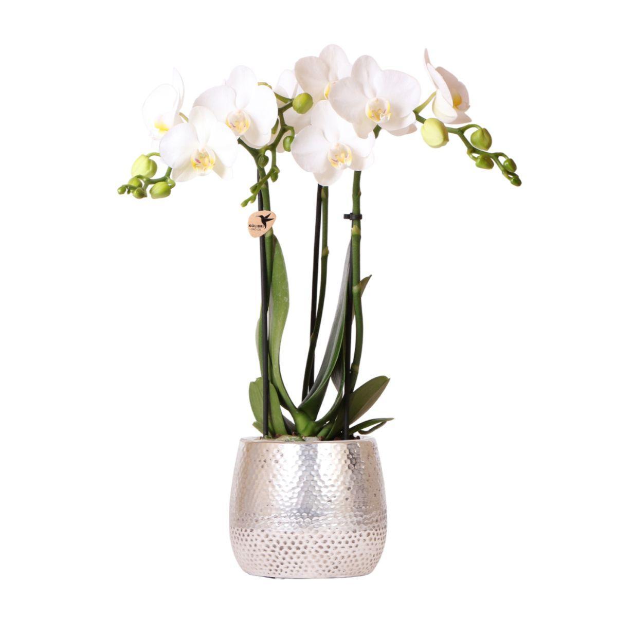 Orchidee | Witte Phalaenopsis orchidee - Amabilis + Elite pot silver- potmaat Ø9cm