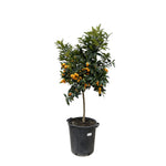 Citrus Kumquat - 150 cm - ø40 cm - Sinaasappelboom voor binnen & buiten