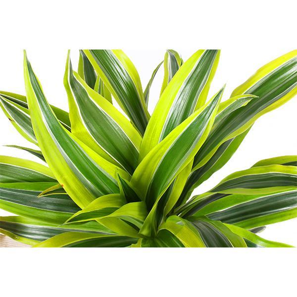 Dracaena Lemon Lime - 65 cm - Ø21 cm - in Albury Black print mand | Dracaena