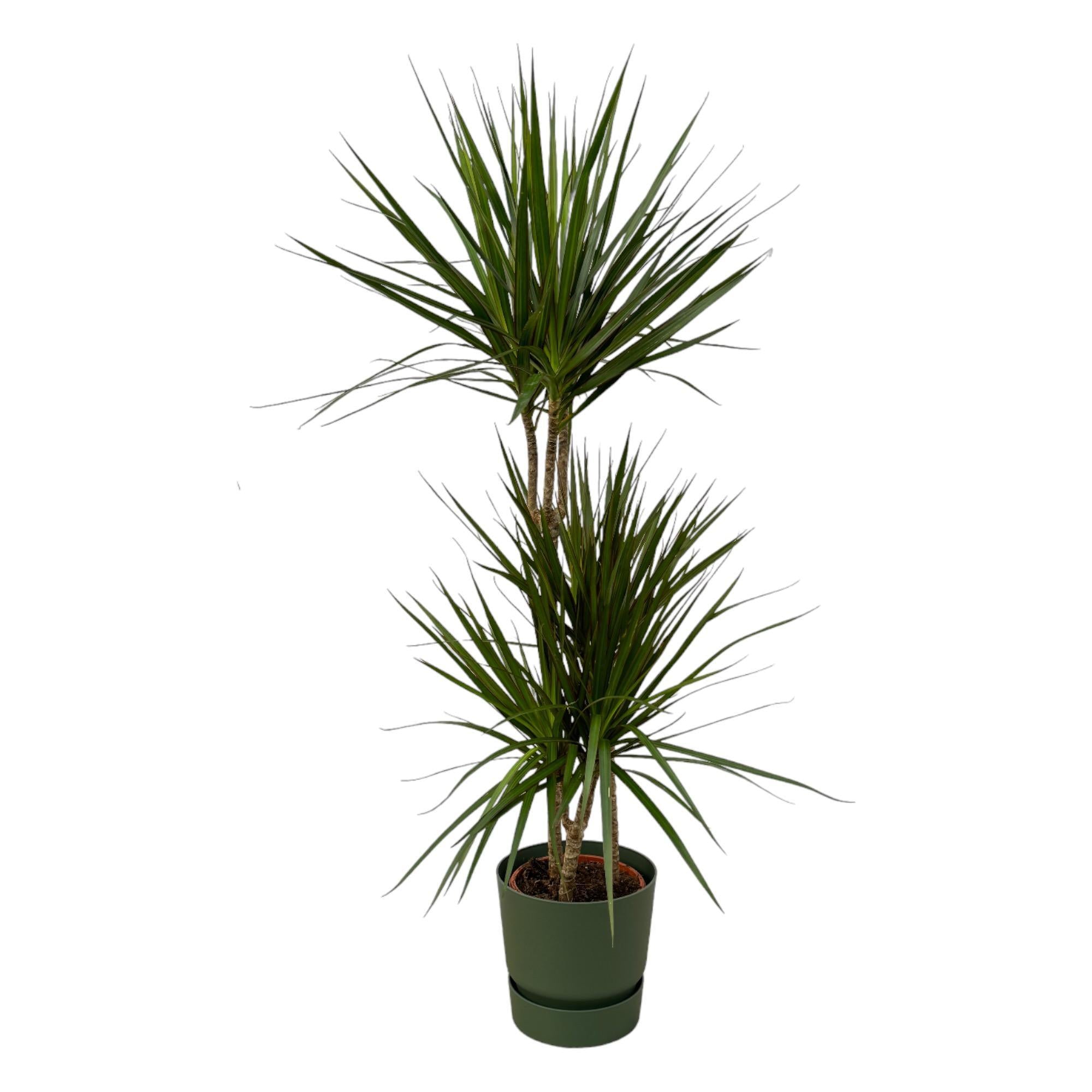 Dracaena Marginata - 120 cm - Ø21 cm in Elho Greenville Round pot | Dracaena