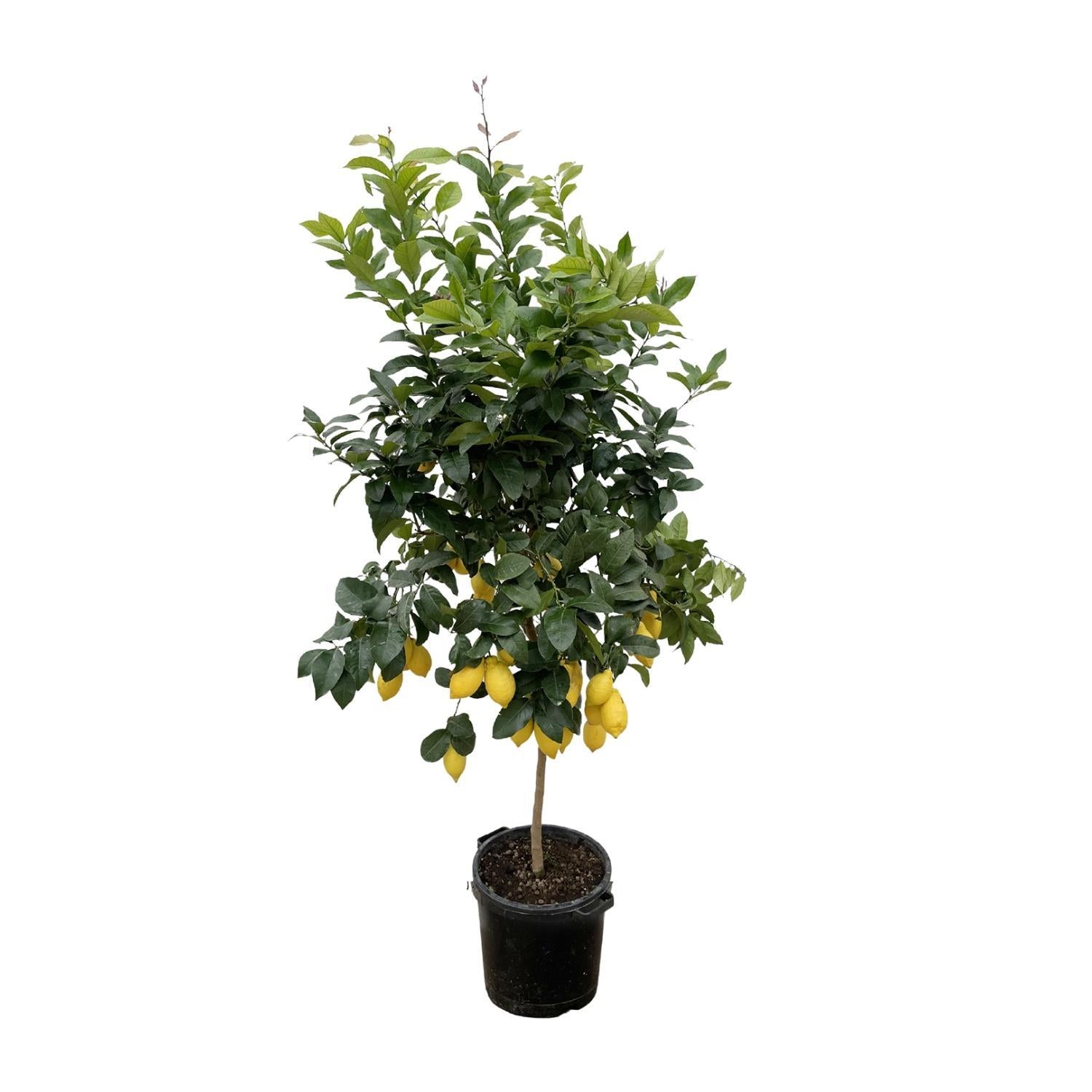 Citroenboom Citrus Lemon - 200cm - Mediterrane sfeer voor in je tuin