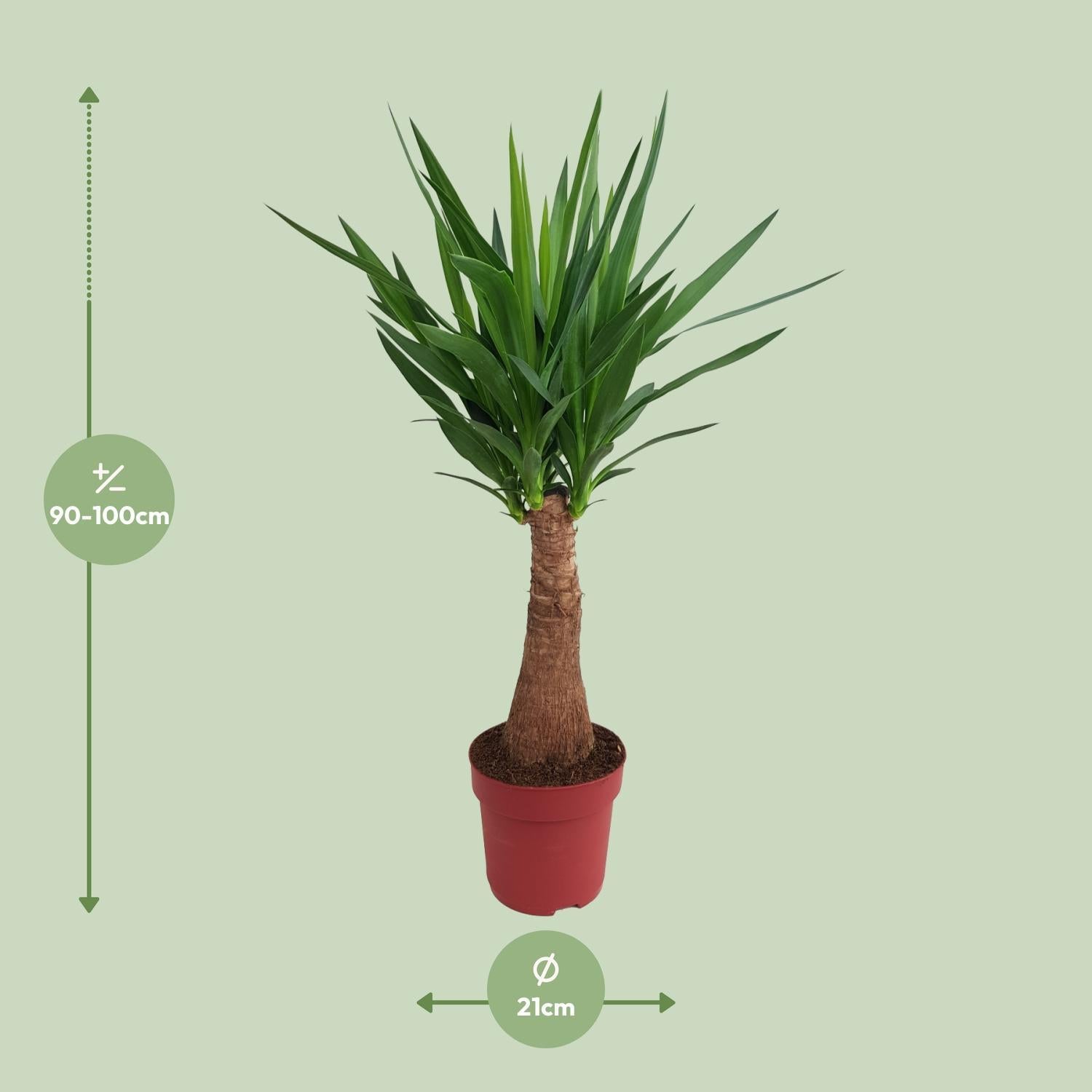 Yucca "Maya Tree" - 100 cm - Ø21 cm | Yucca