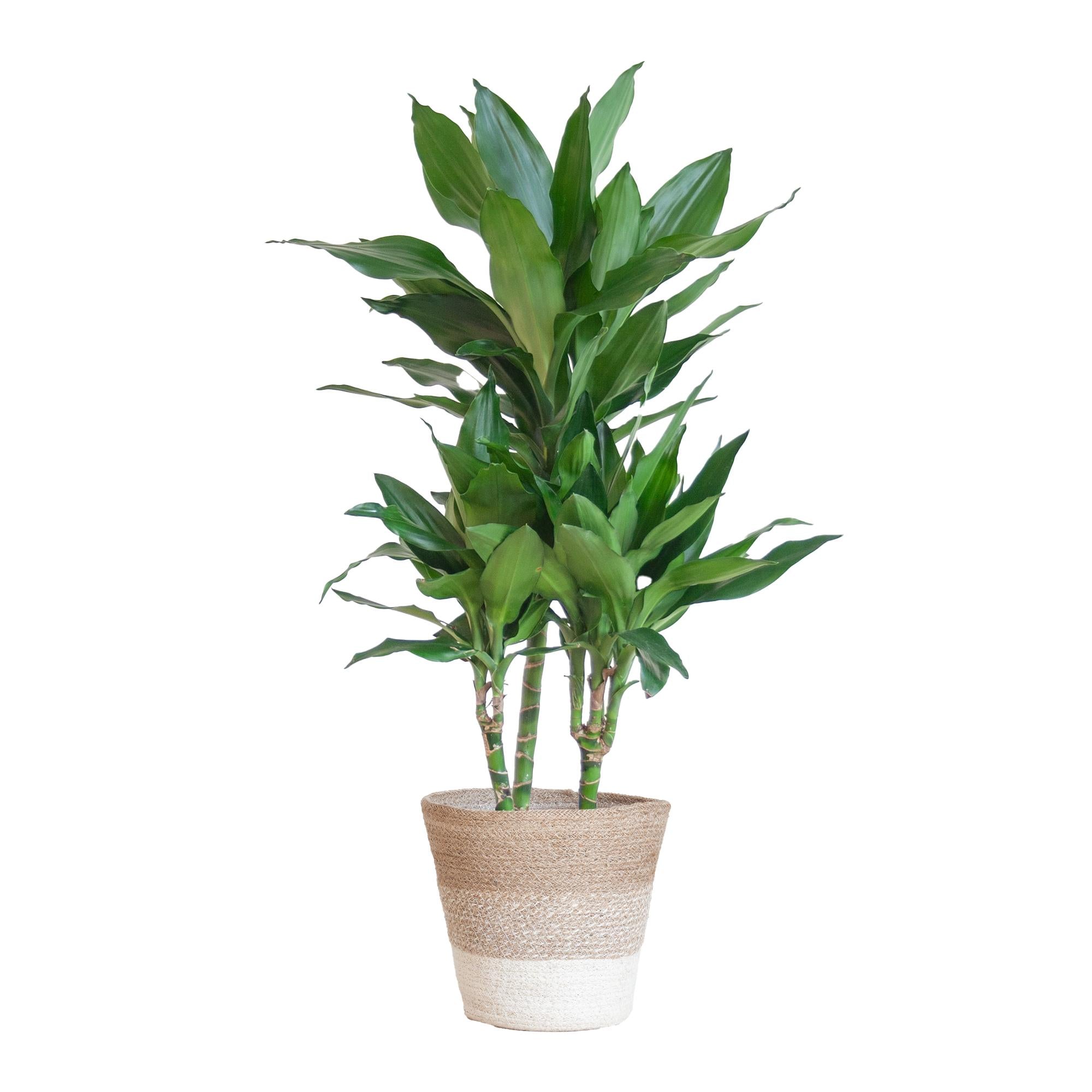 Dracaena Janet Lindt met mand Lissabon - 95cm - Ø21 cm | Dracaena