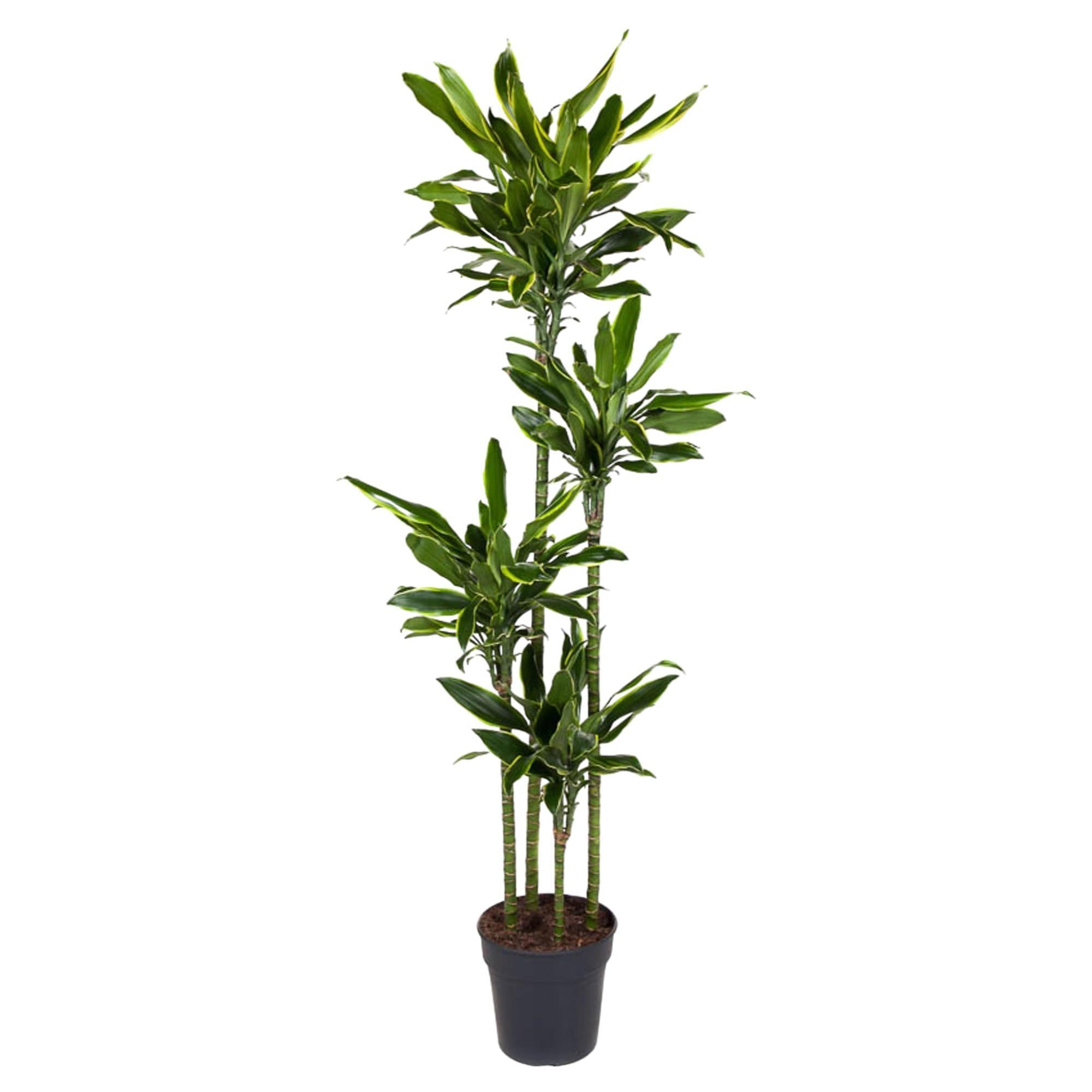 Dracaena Golden Coast 170 cm - ø27 cm | Dracaena - Grote kamerplanten