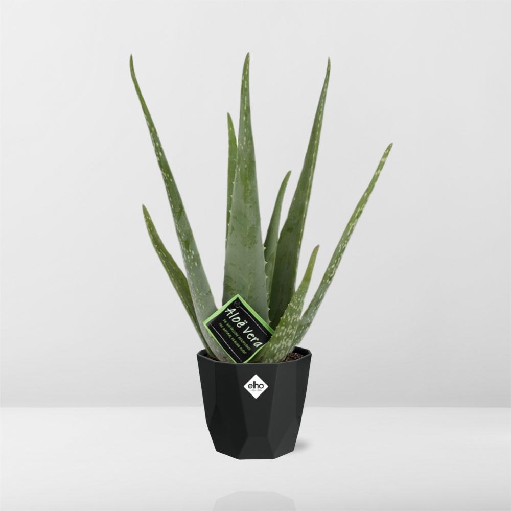 Aloe Vera - 40 cm - Ø14 cm - in Rock Living Black Elho pot | Succulent