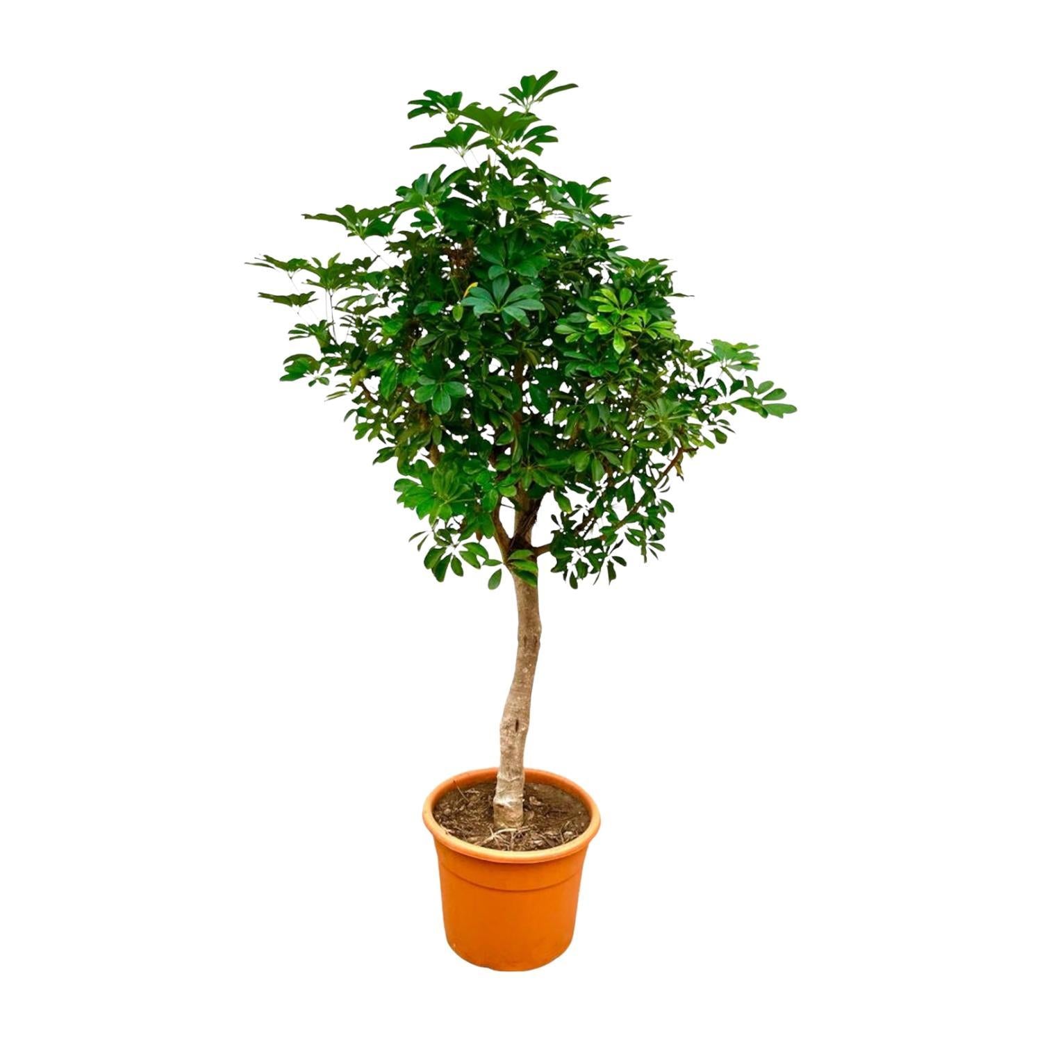 Schefflera op stam - 225 cm - ø45 - Grote kamerplant