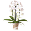 Orchidee | Witte Phalaenopsis orchidee - Niagara Fall  - potmaat Ø12cm