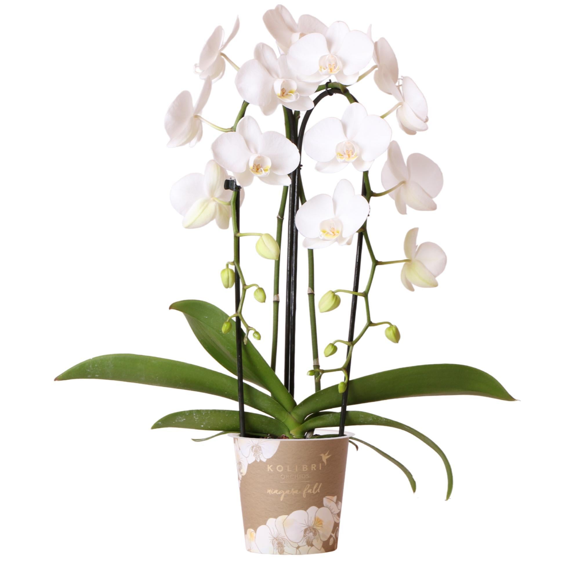 Orchidee | Witte Phalaenopsis orchidee - Niagara Fall  - potmaat Ø12cm