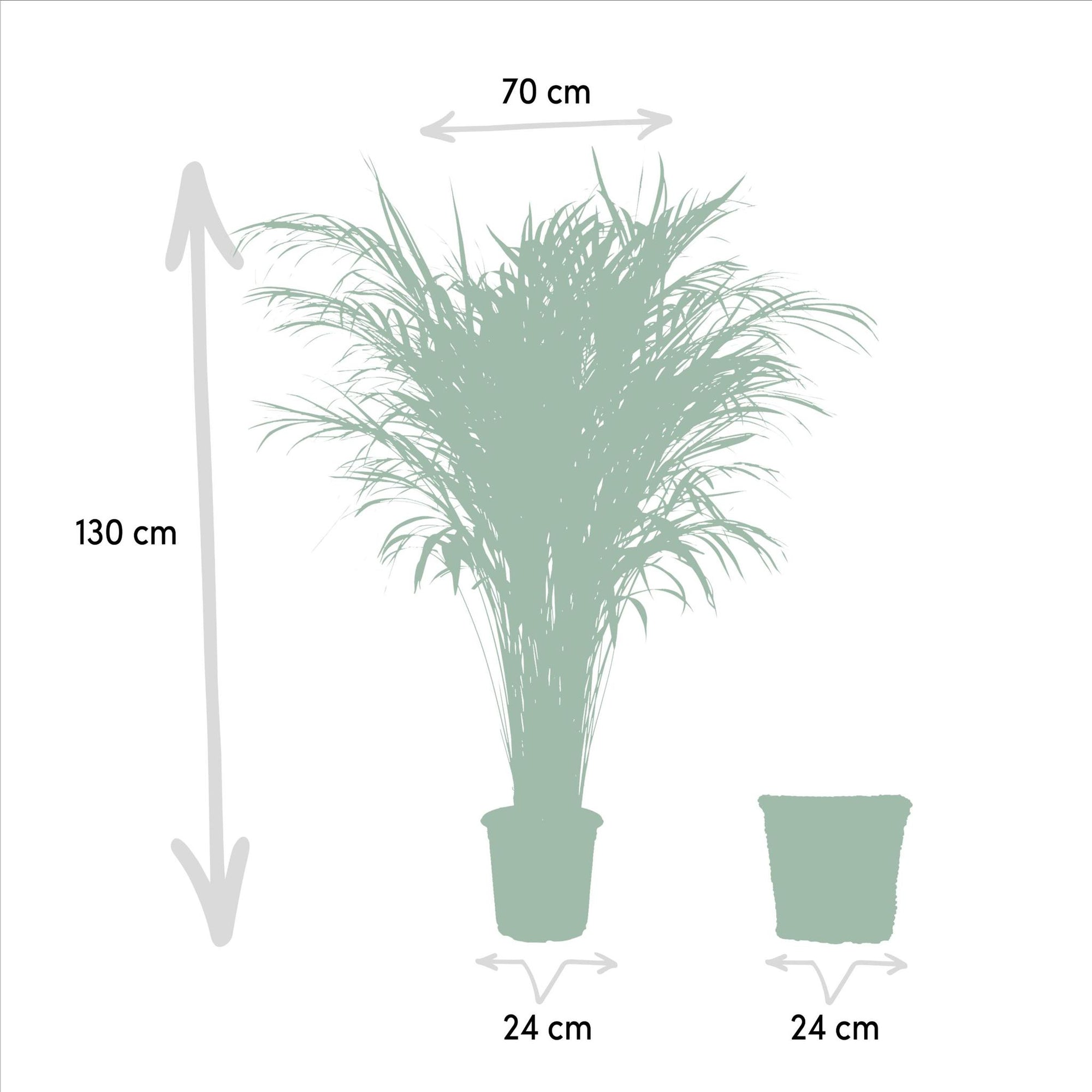 Areca palm inclusief mand - 130cm - Ø24cm | Grote kamerplant