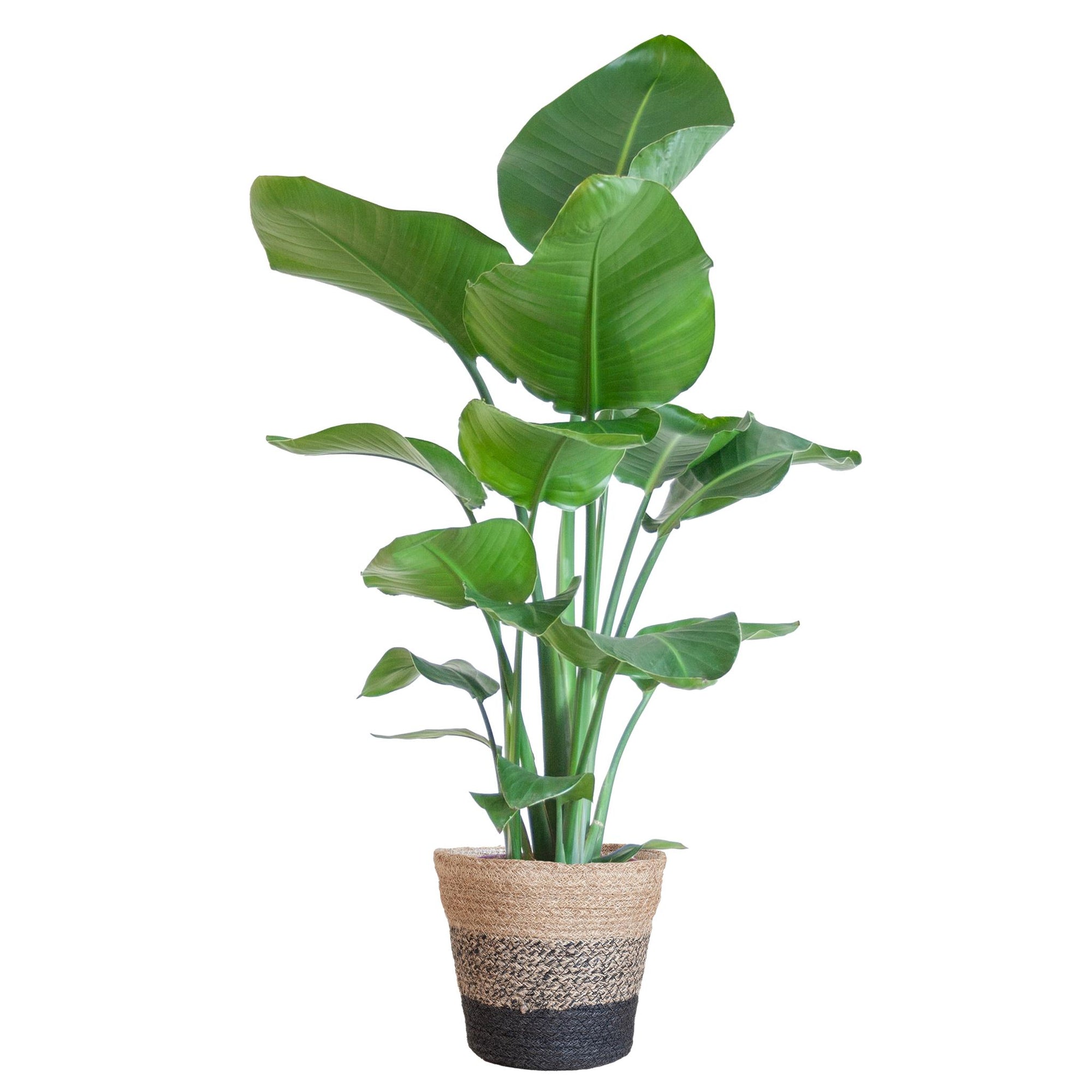 Strelitzia Nicolai - 80cm - Ø19 cm - in Lissabon mand zwart | Kamerplanten