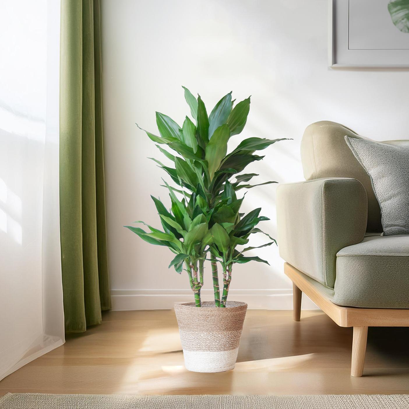 Dracaena Janet Lindt met mand Lissabon - 95cm - Ø21 cm | Dracaena