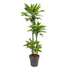 Dracaena Golden Coast - 140 cm - Ø27 cm | Kamerplant met Gouden Accenten