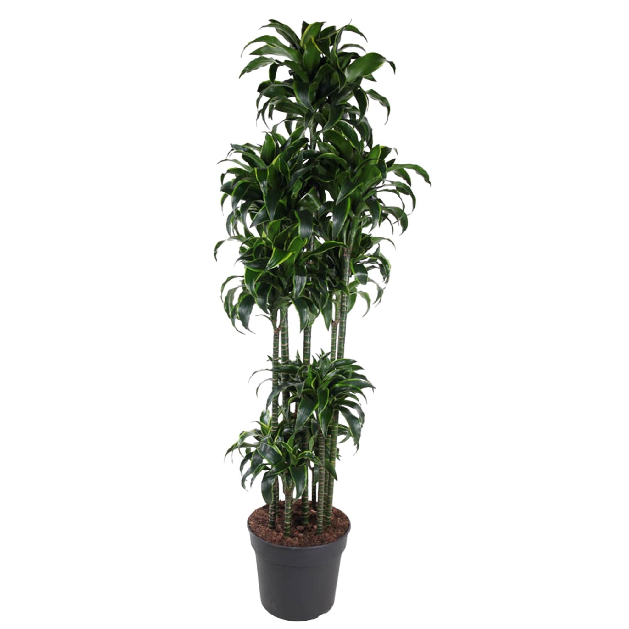 Dracaena Dorado Carrousel - 200 cm | Dracaena - Grote kamerplanten