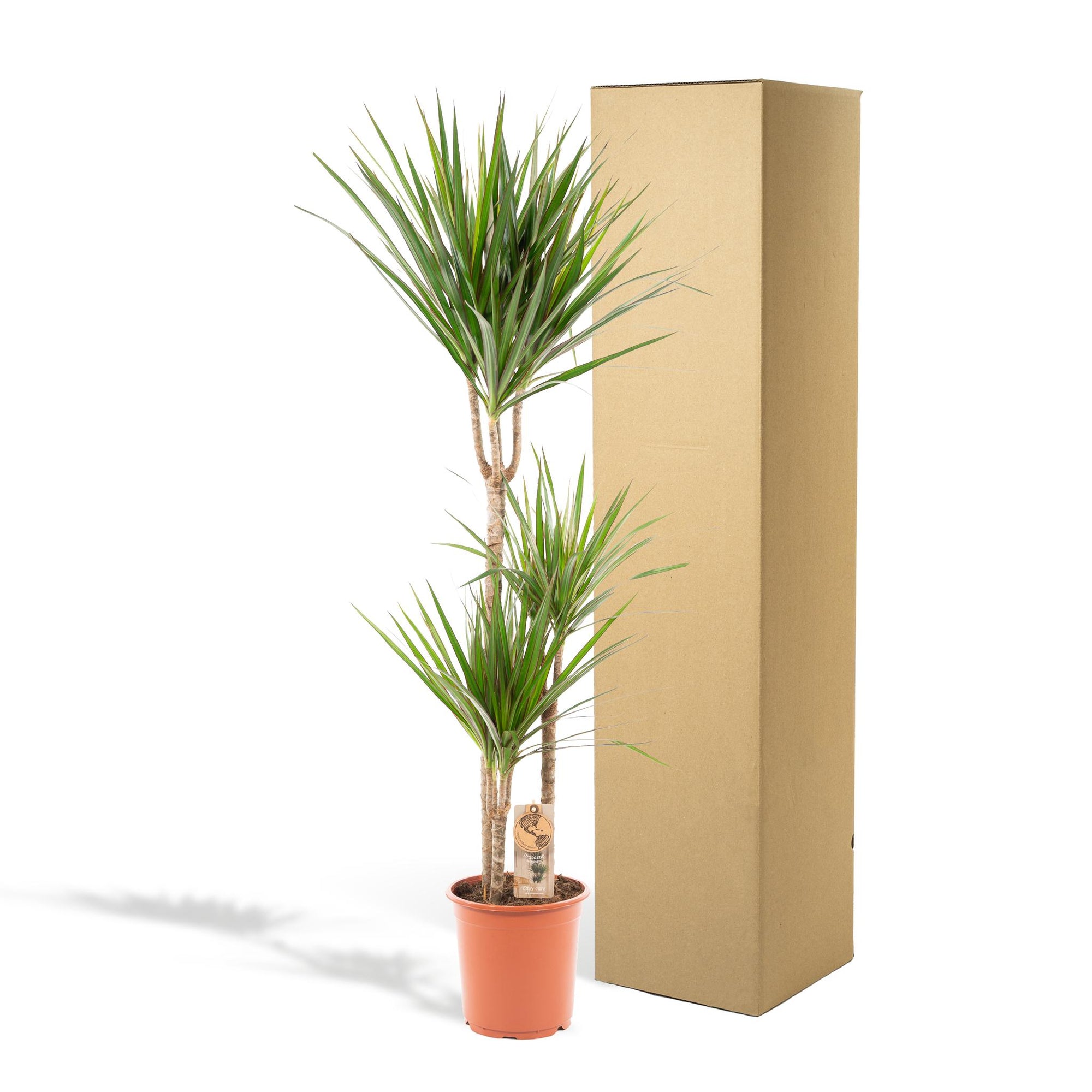 Dracaena Marginata - 120cm - Ø21cm | Draceana