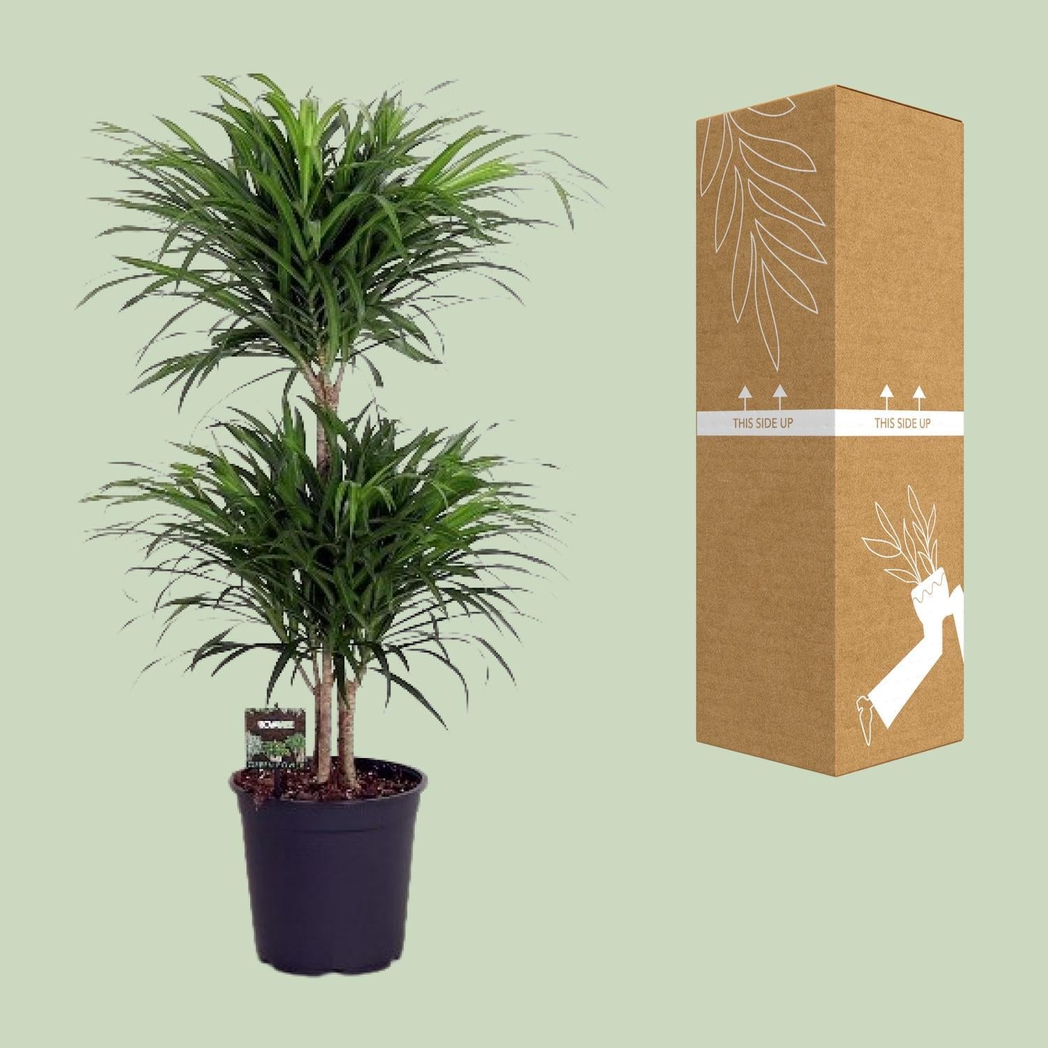 Dracaena Reflexa Anita - 90 cm - Ø24 cm | Dracaena - Kamerplanten