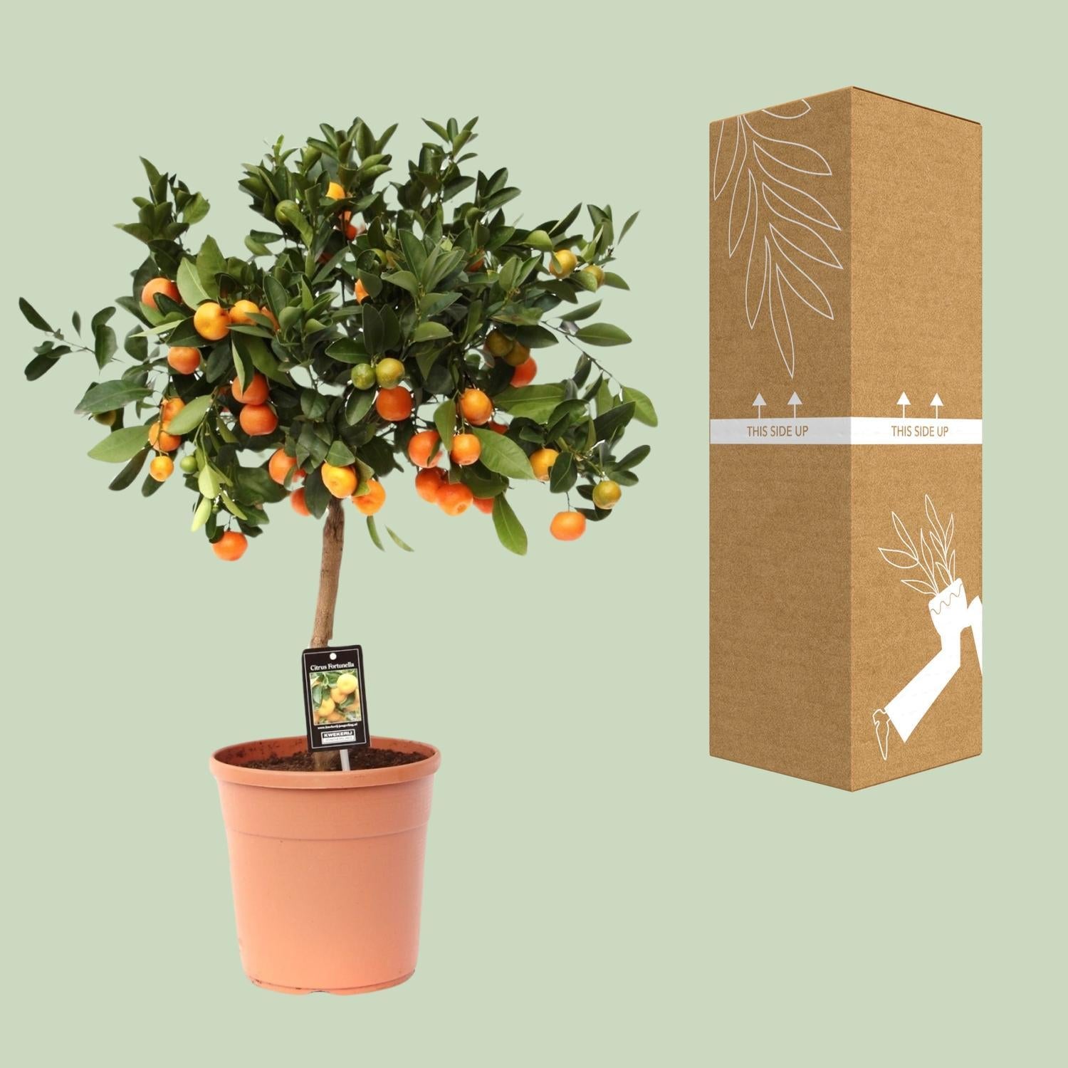 Citrus Calamondin - 80cm - Ø22cm - Bittere kamer-sinaasappel