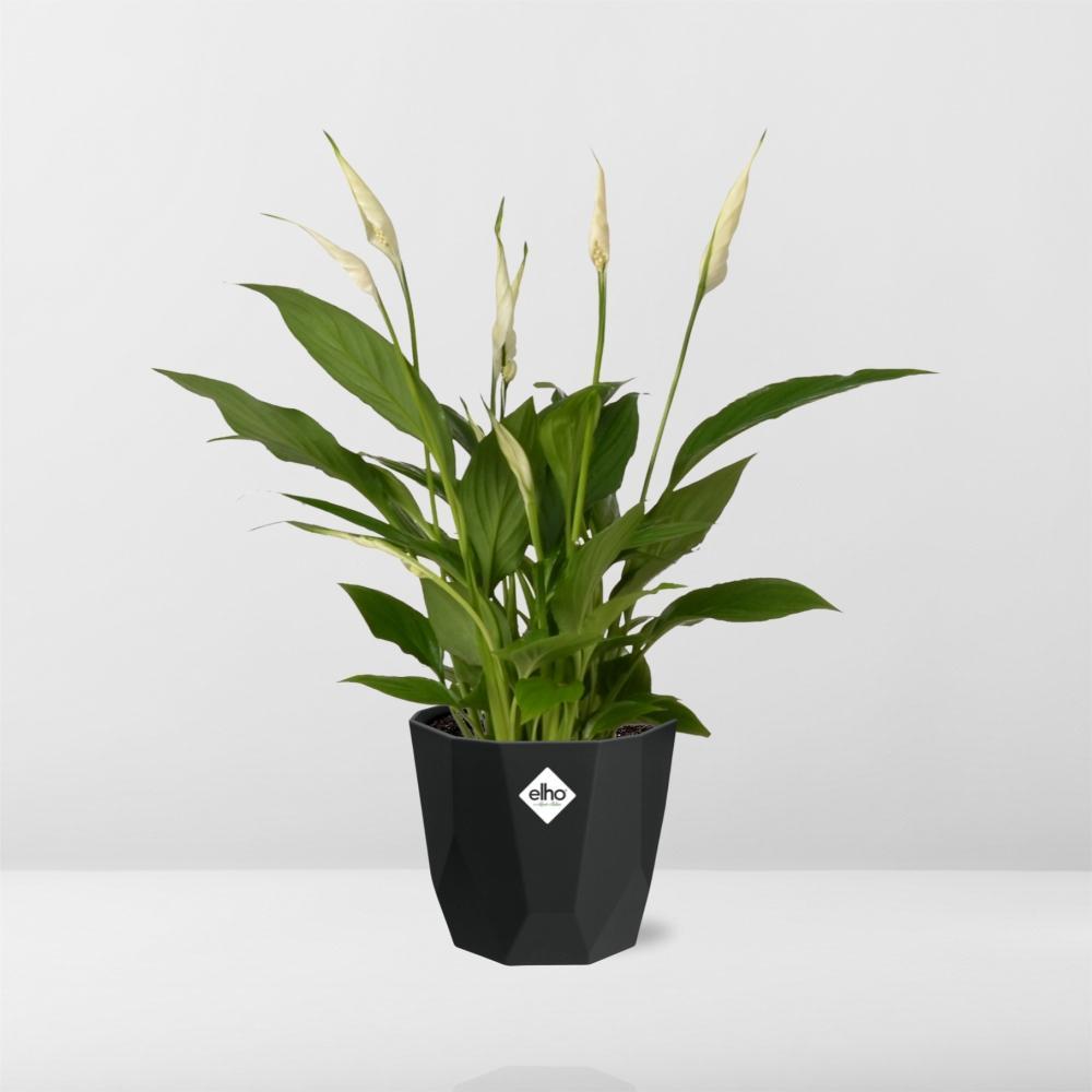 Spathiphyllum Torelli - 30 cm - Ø14 cm in Elho pot b.for rock | Lepelplant