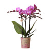 Orchidee | Paars roze Phalaenopsis orchidee - Mineral Vienna - potmaat Ø9cm