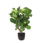 Ficus Lyrata (vertakt) - 110 cm - Ø24 cm in Boule pot | Ficus - Kamerplant