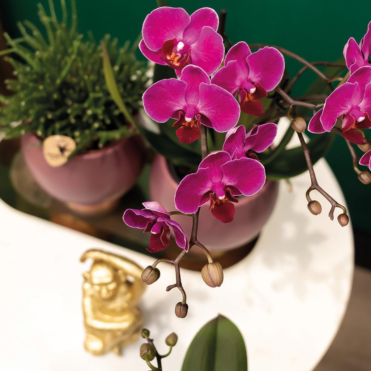 Orchidee | 2 paarse Phalaenopsis orchideeën - Morelia - potmaat Ø9cm